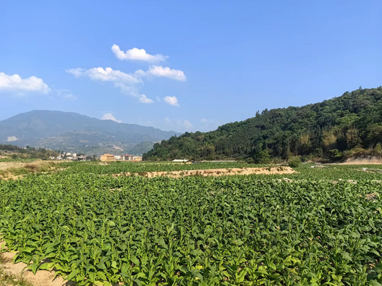 烤烟大田.jpg