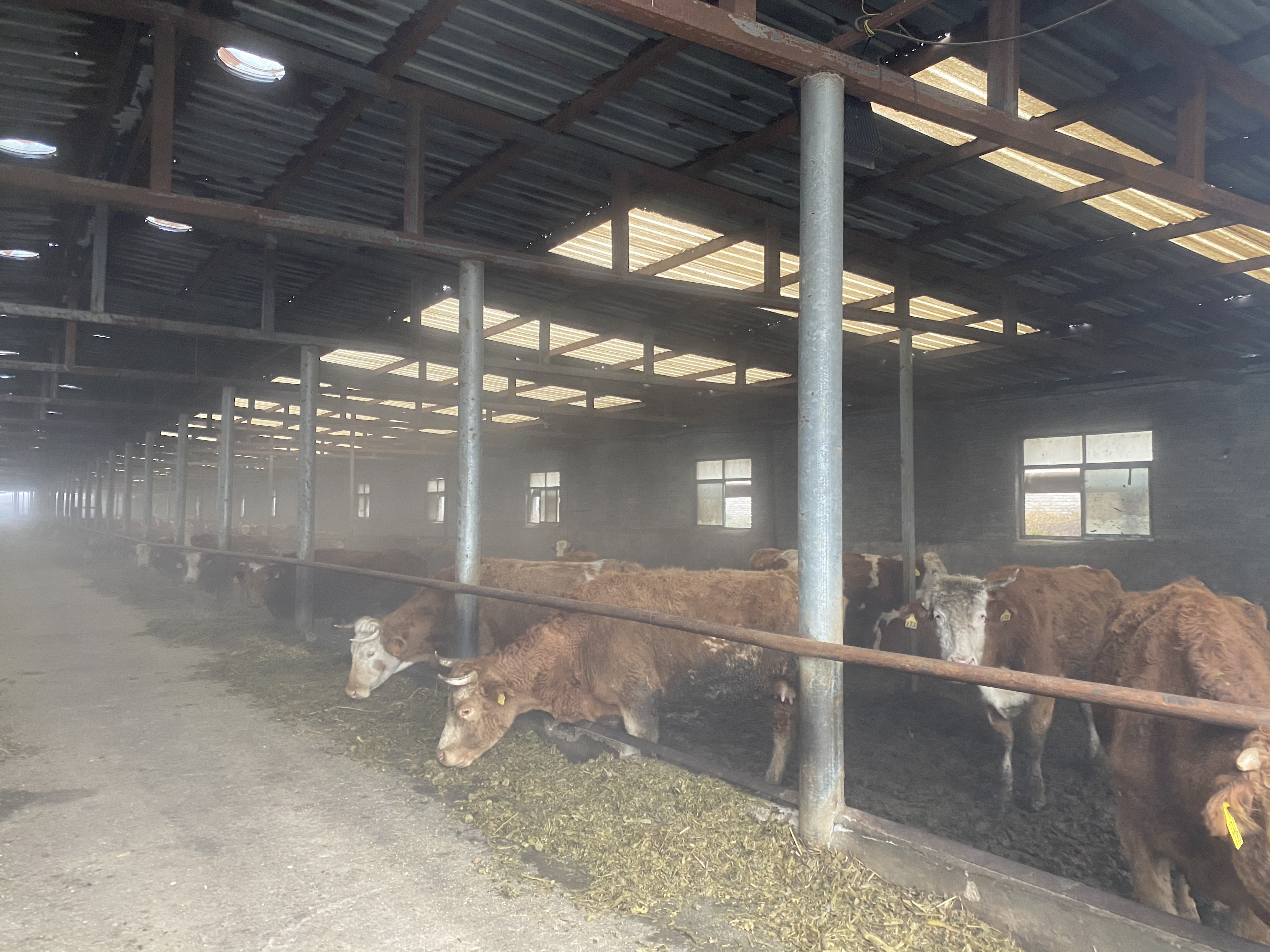 肉牛饲料（2023.4.28 罗平县阿岗恒鑫牧业养殖场）.jpg