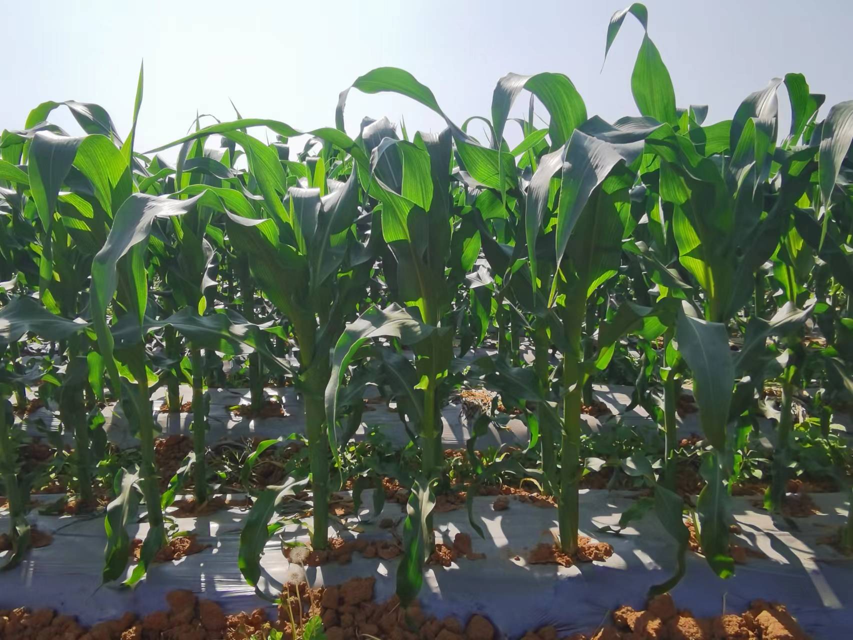 中期玉米植株.jpg