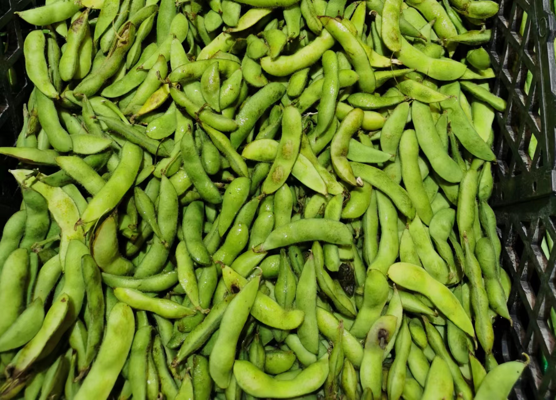图1. 宜良县生产的鲜食大豆.jpg