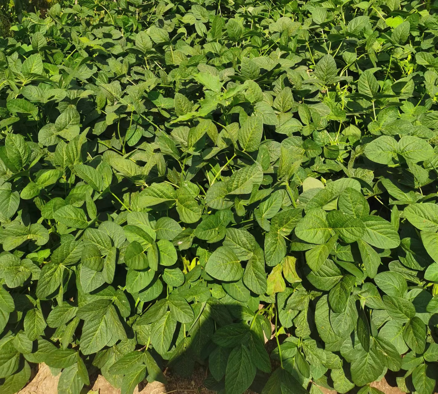 图3. 鲜食大豆植株.jpg