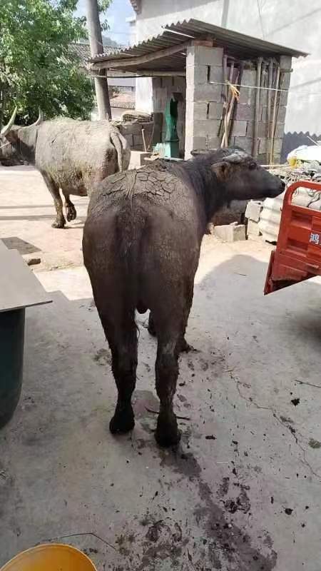 图3：本地摩拉水牛.jpg
