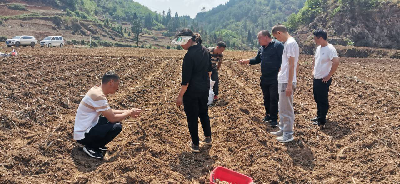 图1.富源县十八连山镇农业技术人员深入该镇细冲村委会独木村指导魔芋种植技术。（2023年5月27日摄）.jpg