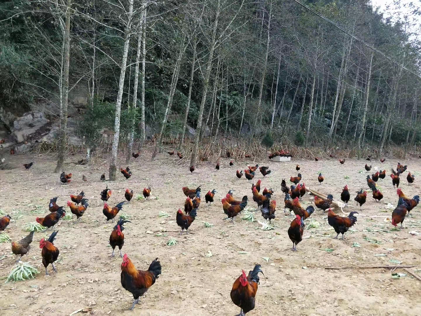 图2.林下生态养殖土鸡饲养指导（2023年6月12日摄）.jpg