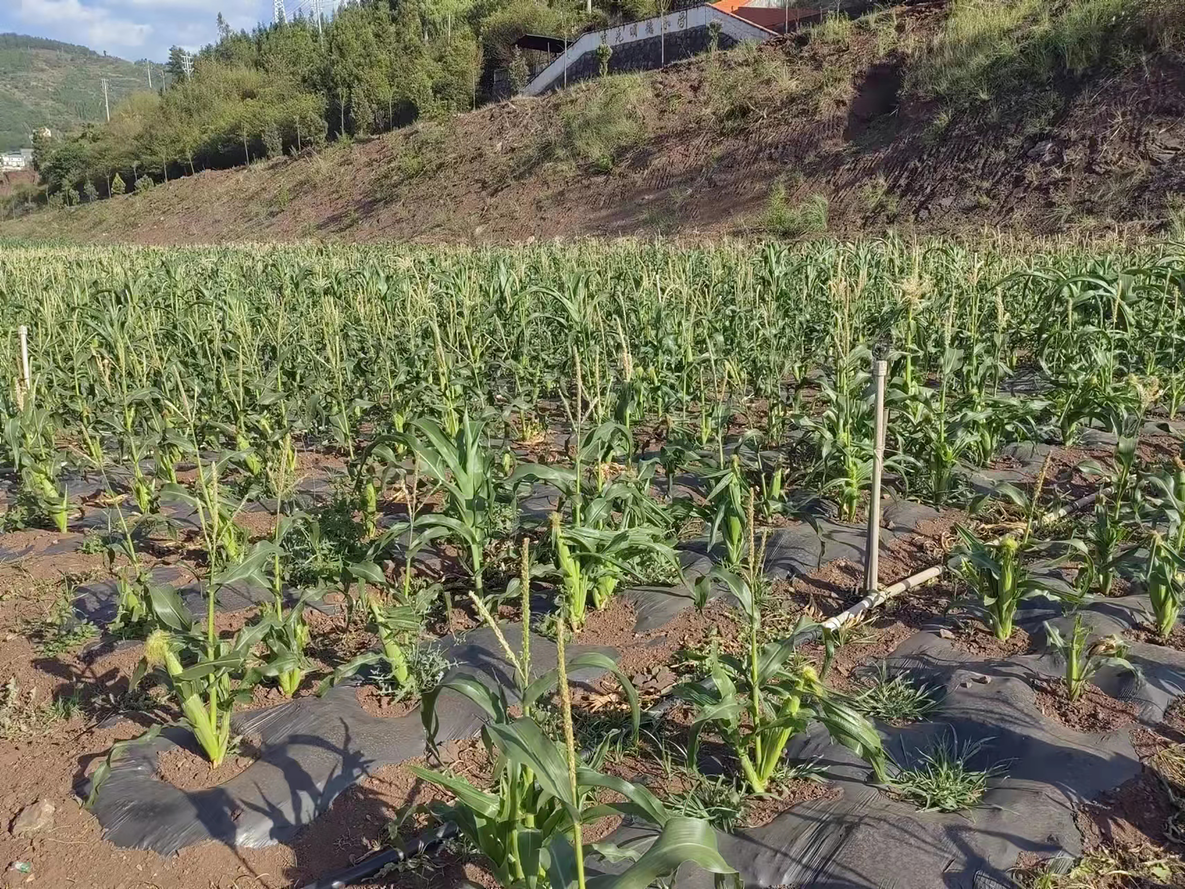 图2.富源县墨红镇吉克村一地块玉米失水卷叶。（2023 年5月28日摄）.jpg