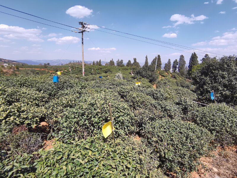 宜良宝洪山茶园.jpg