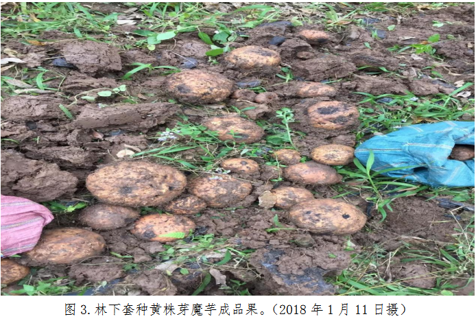 图3.黄株芽魔芋林下套种成品果.png
