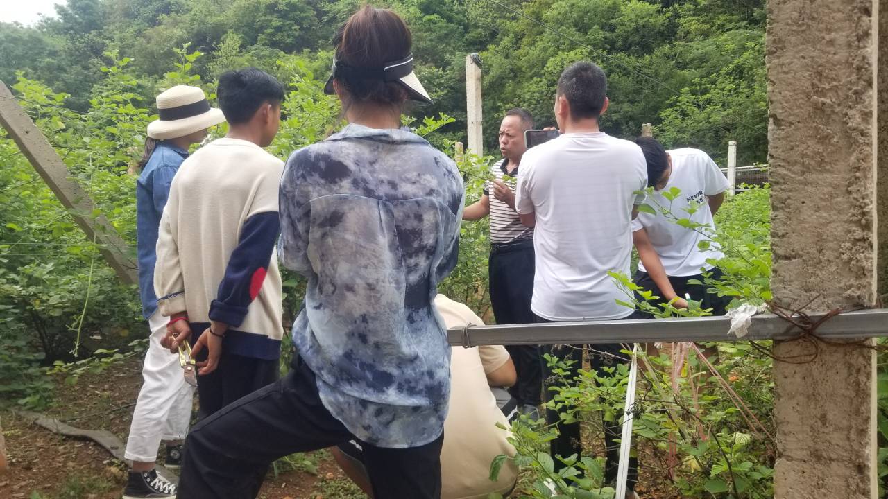 图1.丘北县农技推广服务中心主任对无刺黄泡修剪技术进行现场教学.jpg