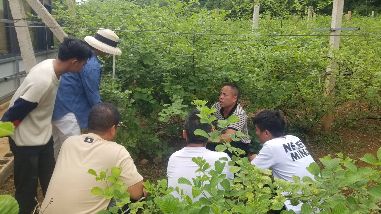 图2.丘北县农技推广服务中心主任对无刺黄泡修剪技术进行现场教学.jpg