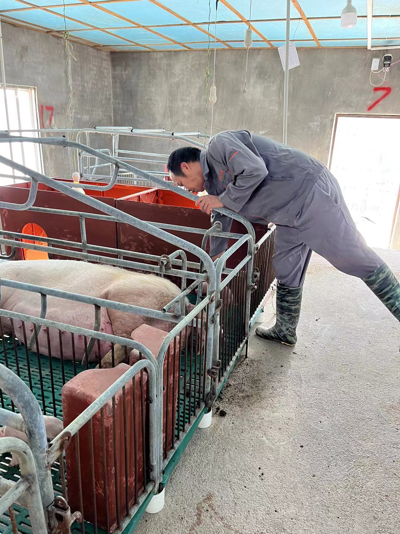 图3.对即将生产的母猪进行生育适时观察、监测。（2023年7月5日摄）.jpg