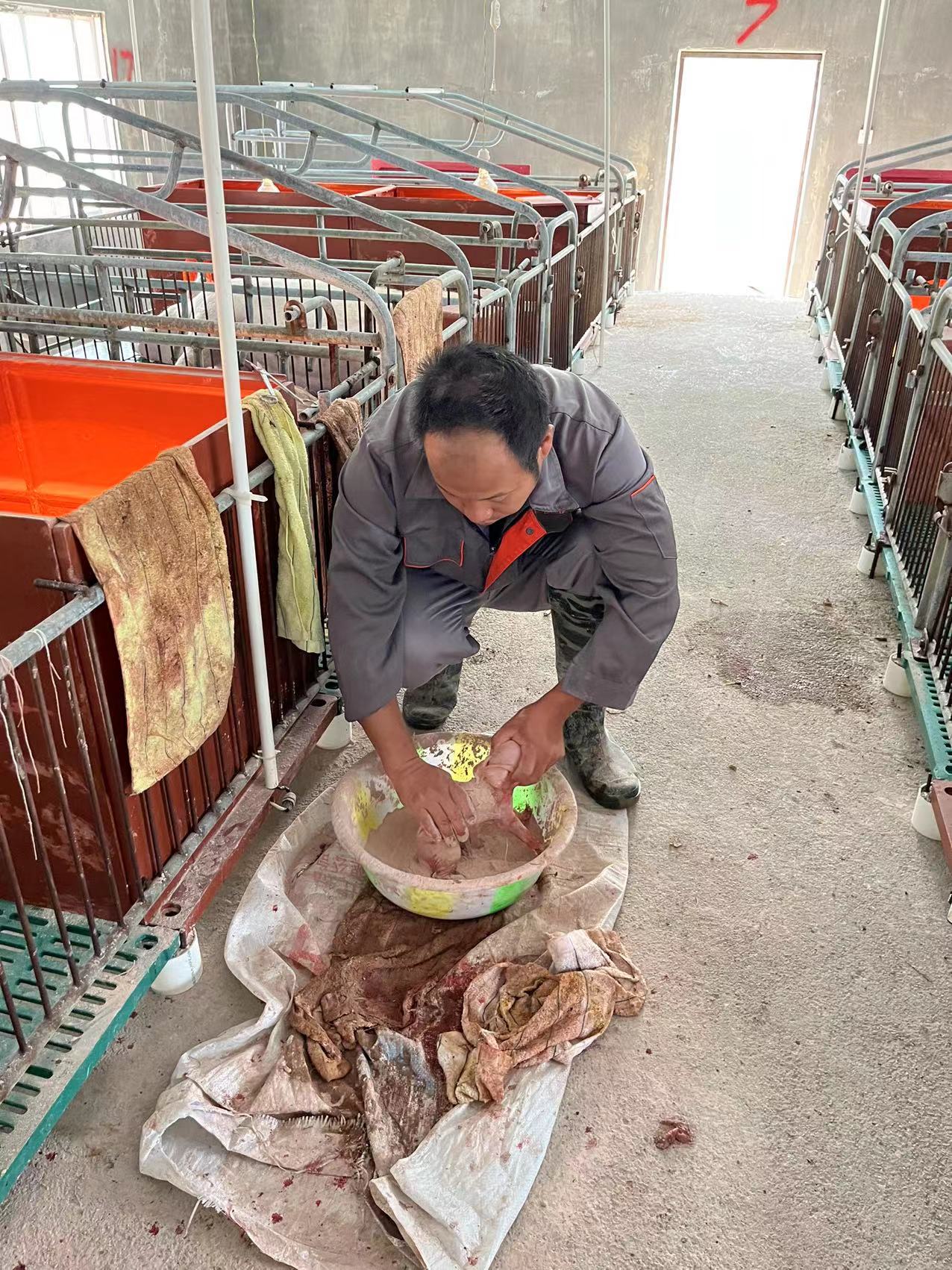 图4.对新出生的仔猪进行消毒清理。（2023年7月5日摄）.jpg