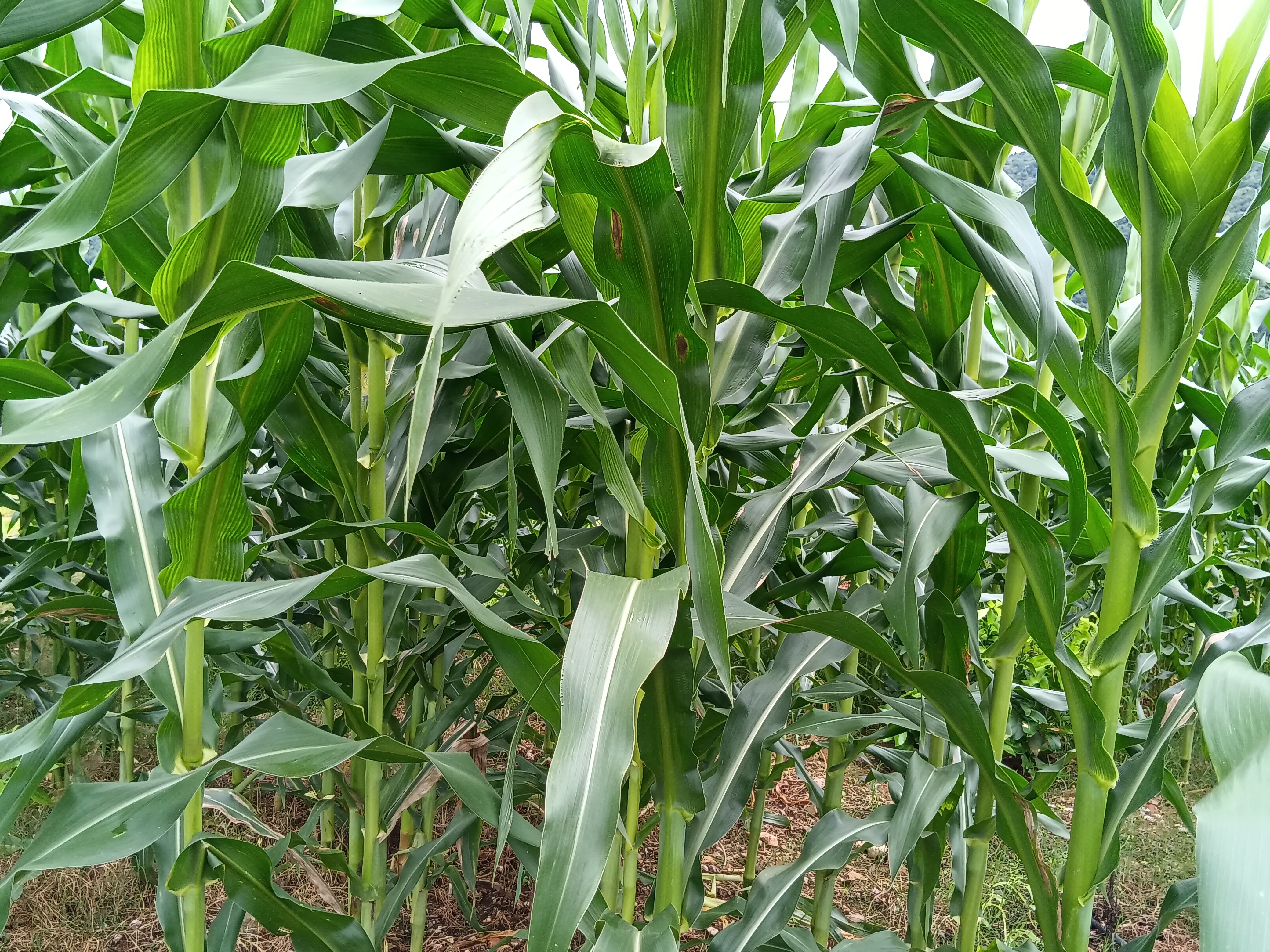 图4.玉米大斑病植株.jpg