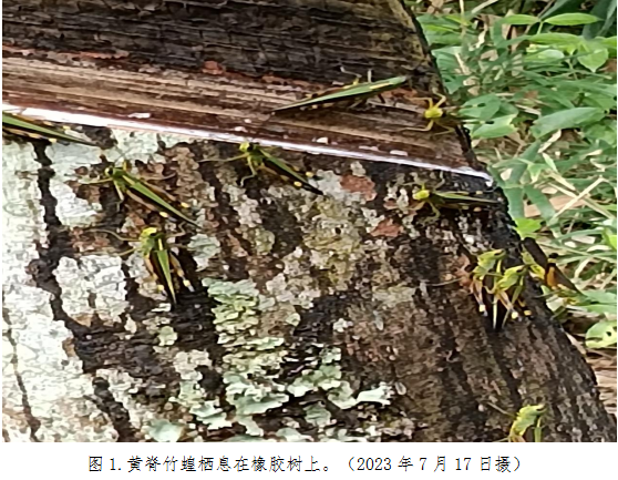 图1.黄脊竹蝗栖息在橡胶树上.png