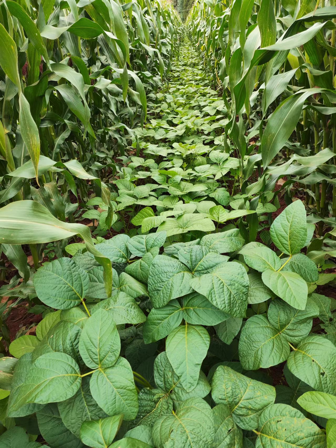 大豆玉米带状复合种植     2023年8月1日摄.jpg