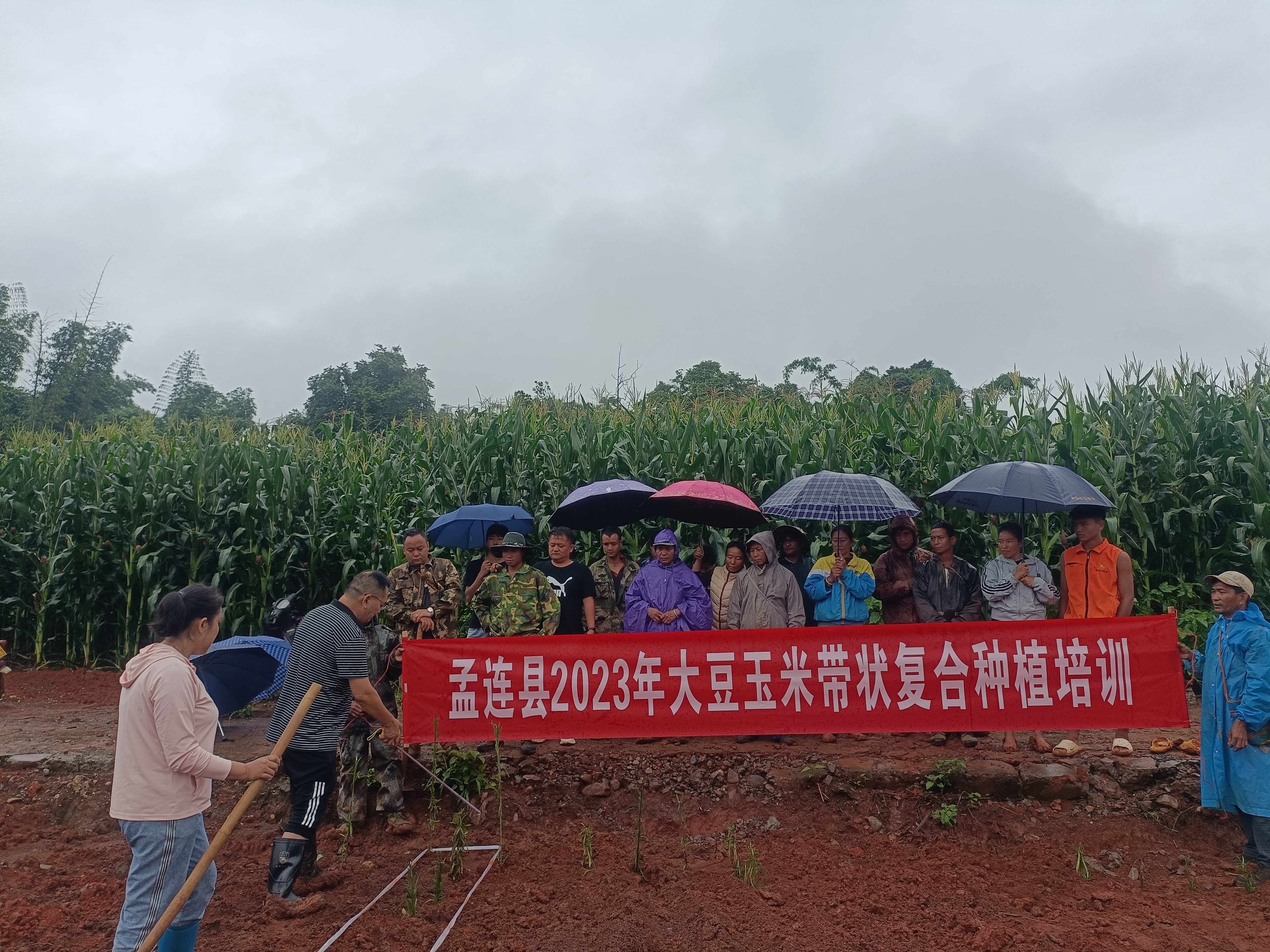 图2.大豆玉米带状间套种技术培训.jpg
