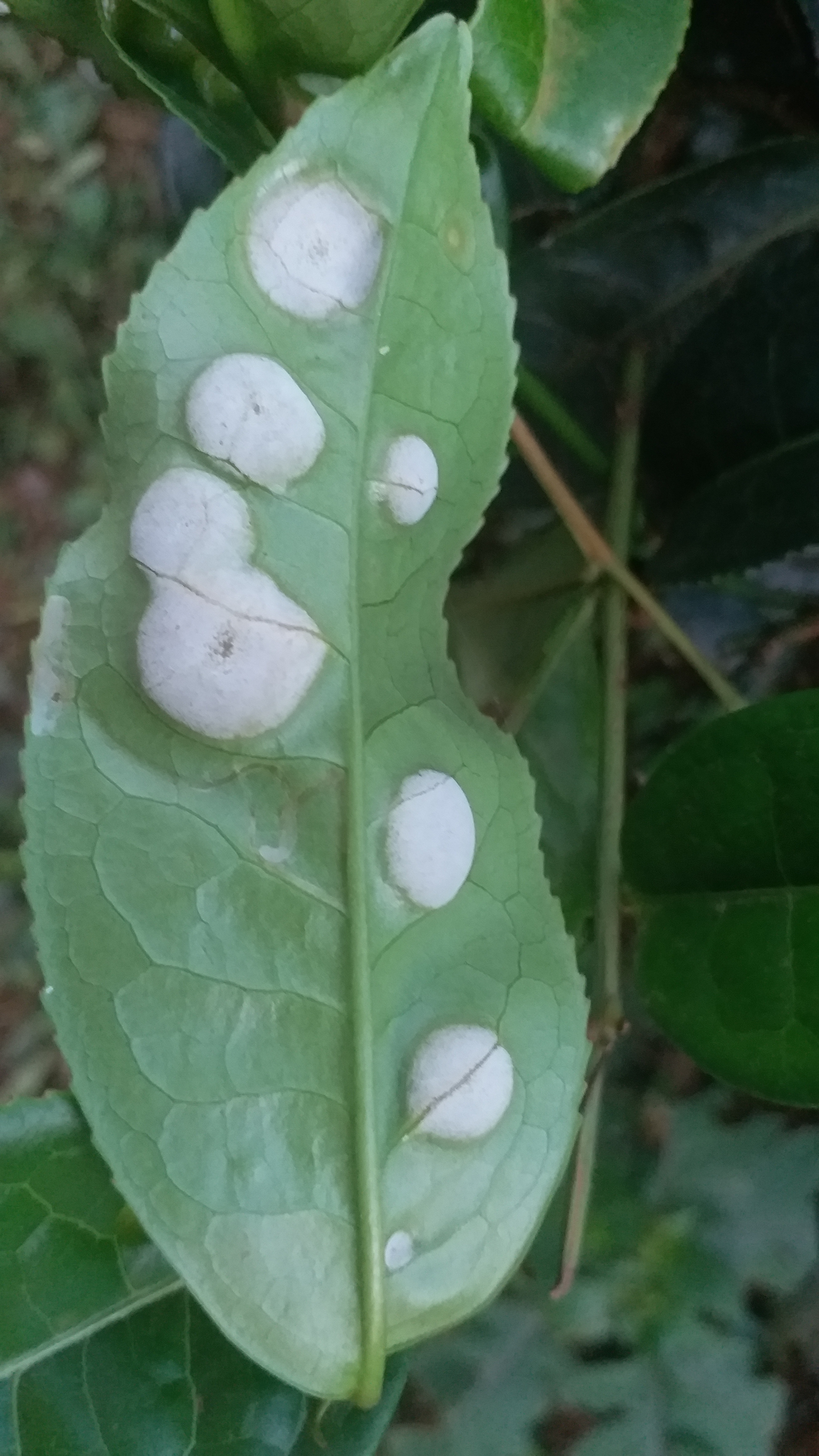 茶饼病图片 (1).jpg