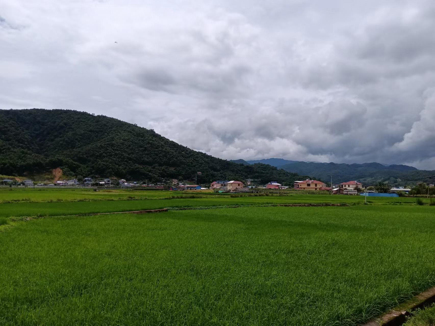 图1.孟连晚稻.jpg