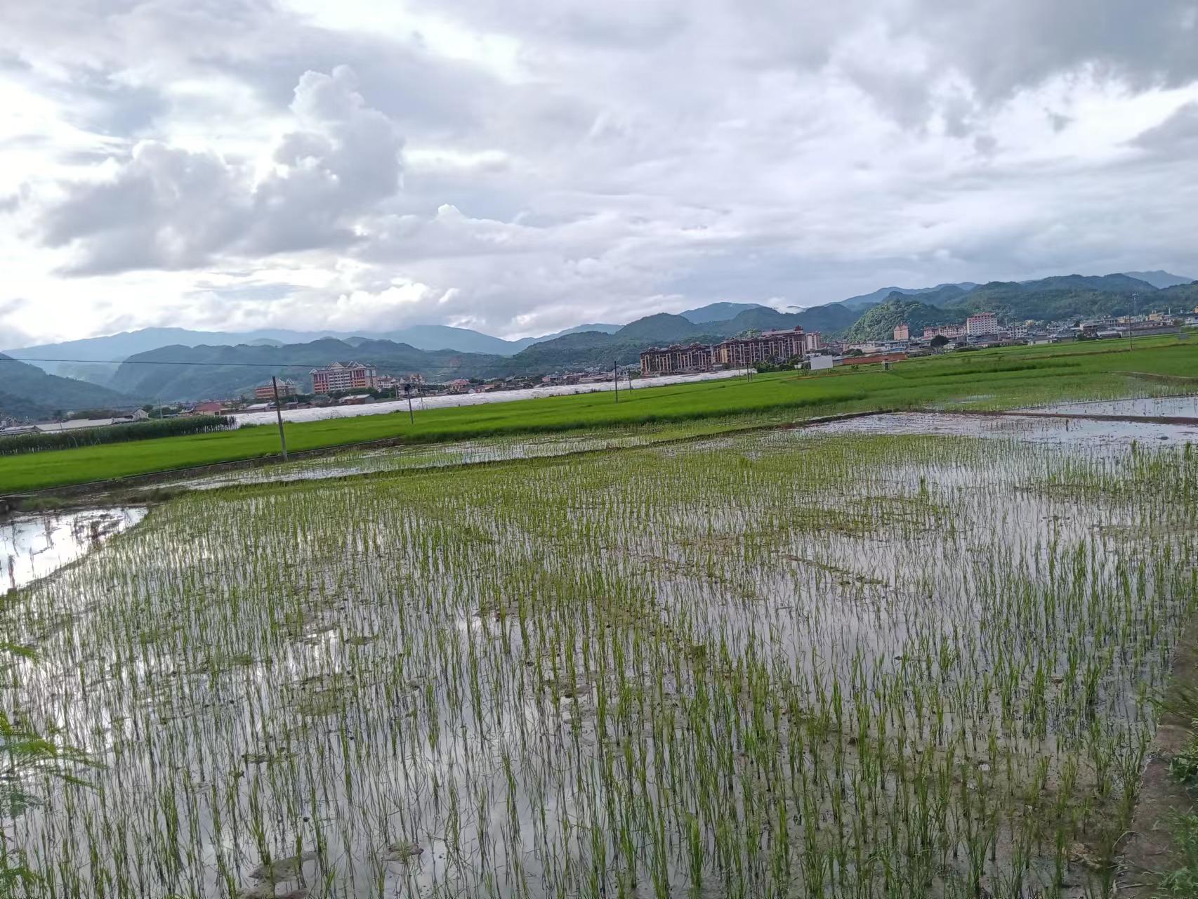 图3.分蘖前期浅水湿润交替.jpg