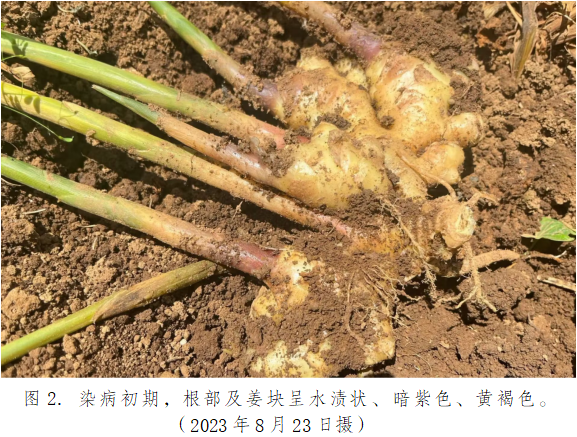 图片2.png