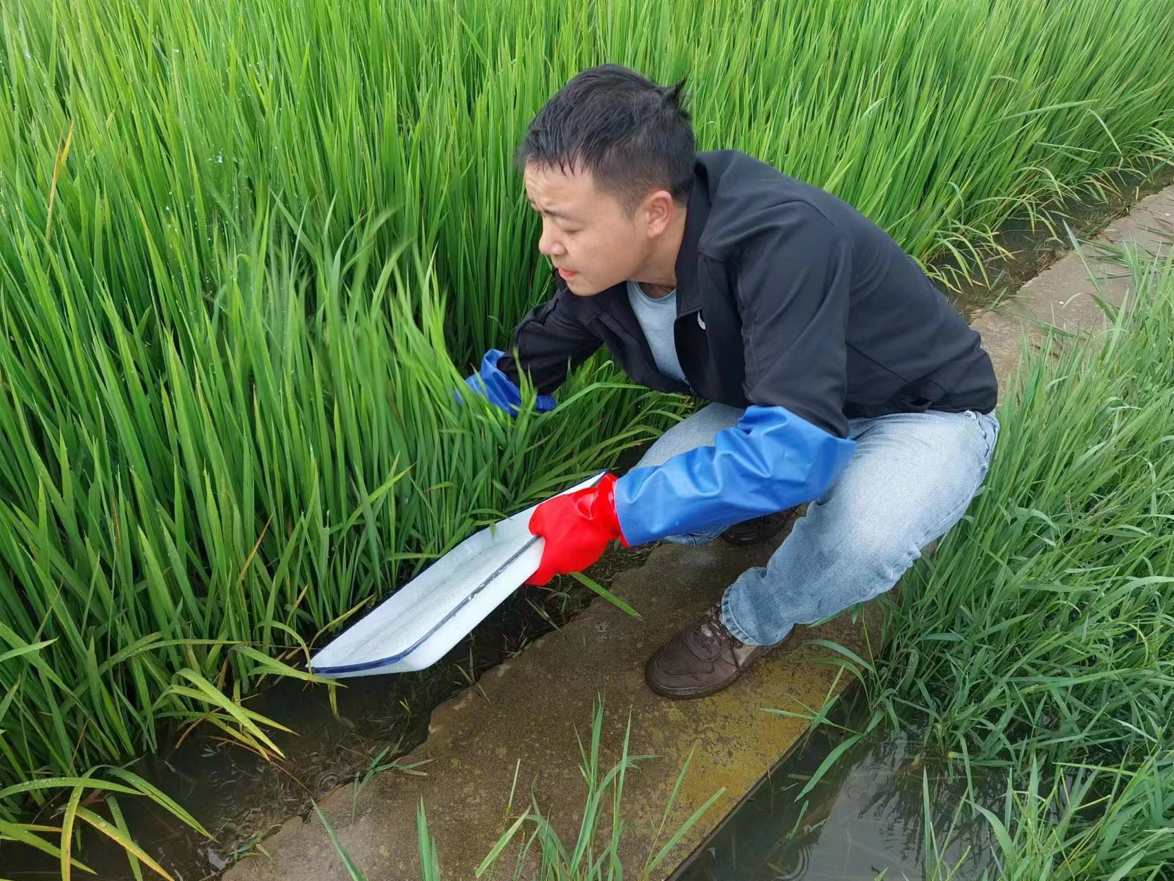 图1.实地查看稻田稻飞虱危害情况（2023年8月4日摄）.jpg