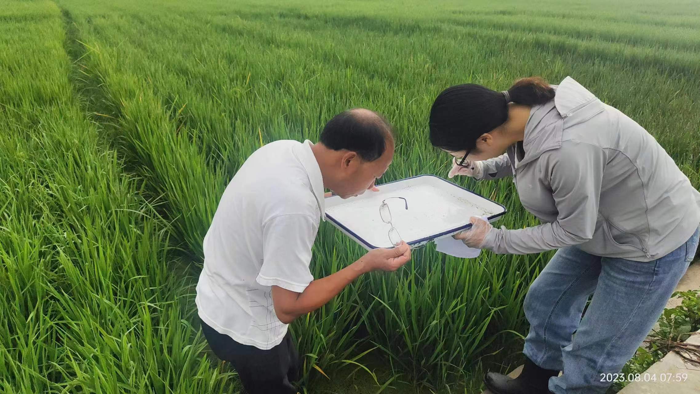 图2.田间发现稻飞虱进行取样分析（2023年8月4日摄）.jpg