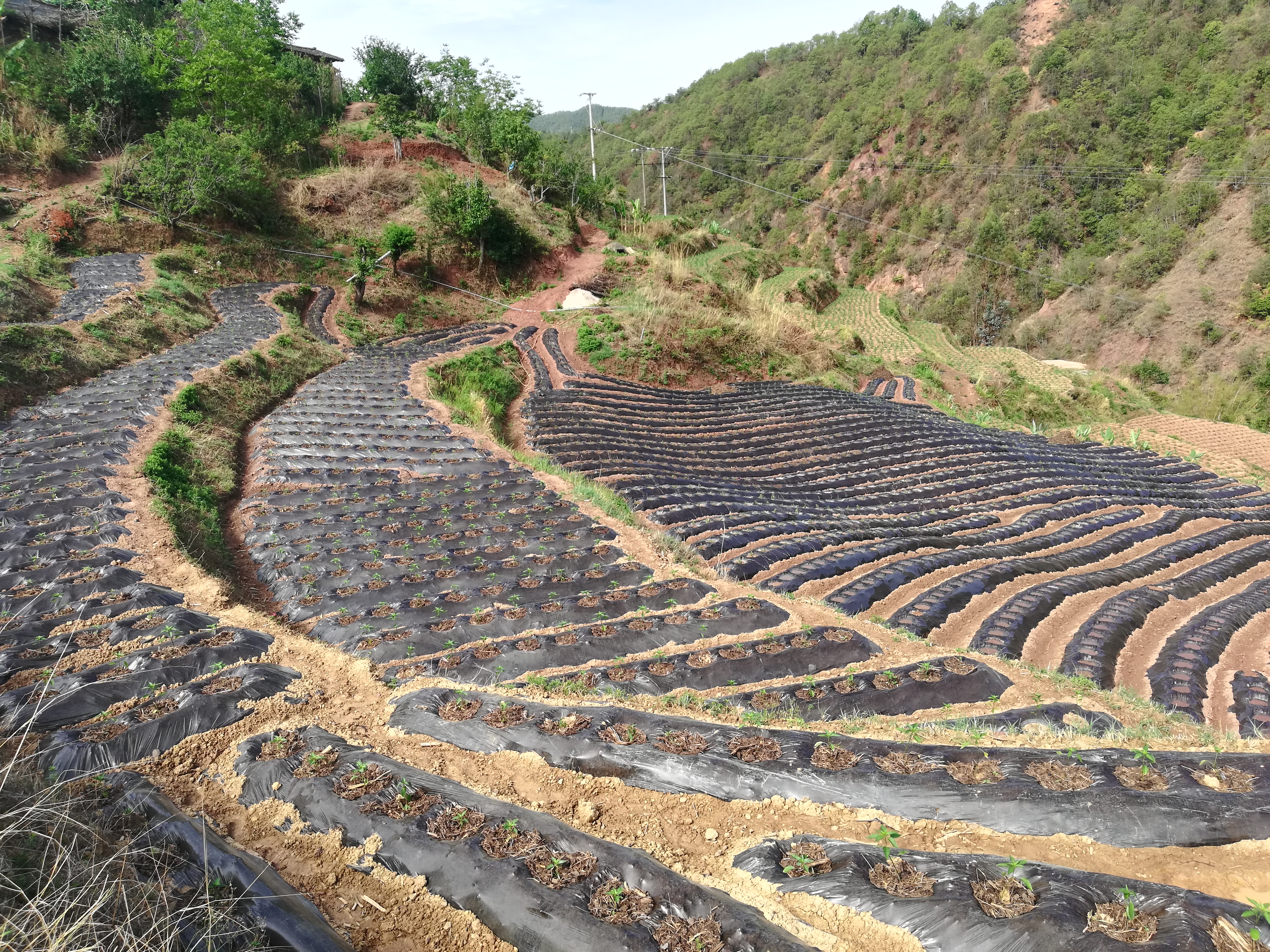 图1.山地小米椒种植。（2023年6月10日摄）.jpg
