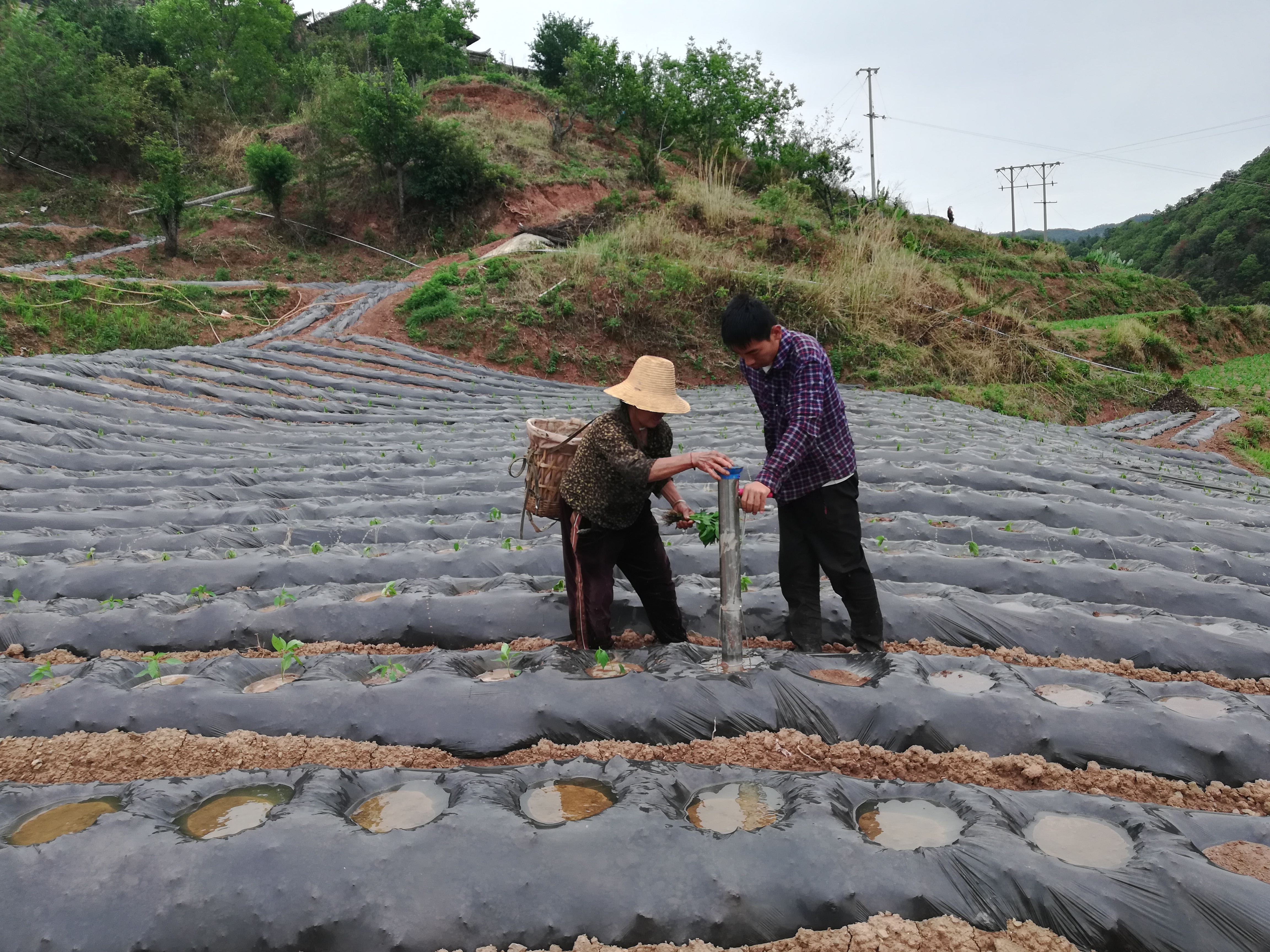 图2.山地小米椒移栽。（2023年6月10日摄）.jpg
