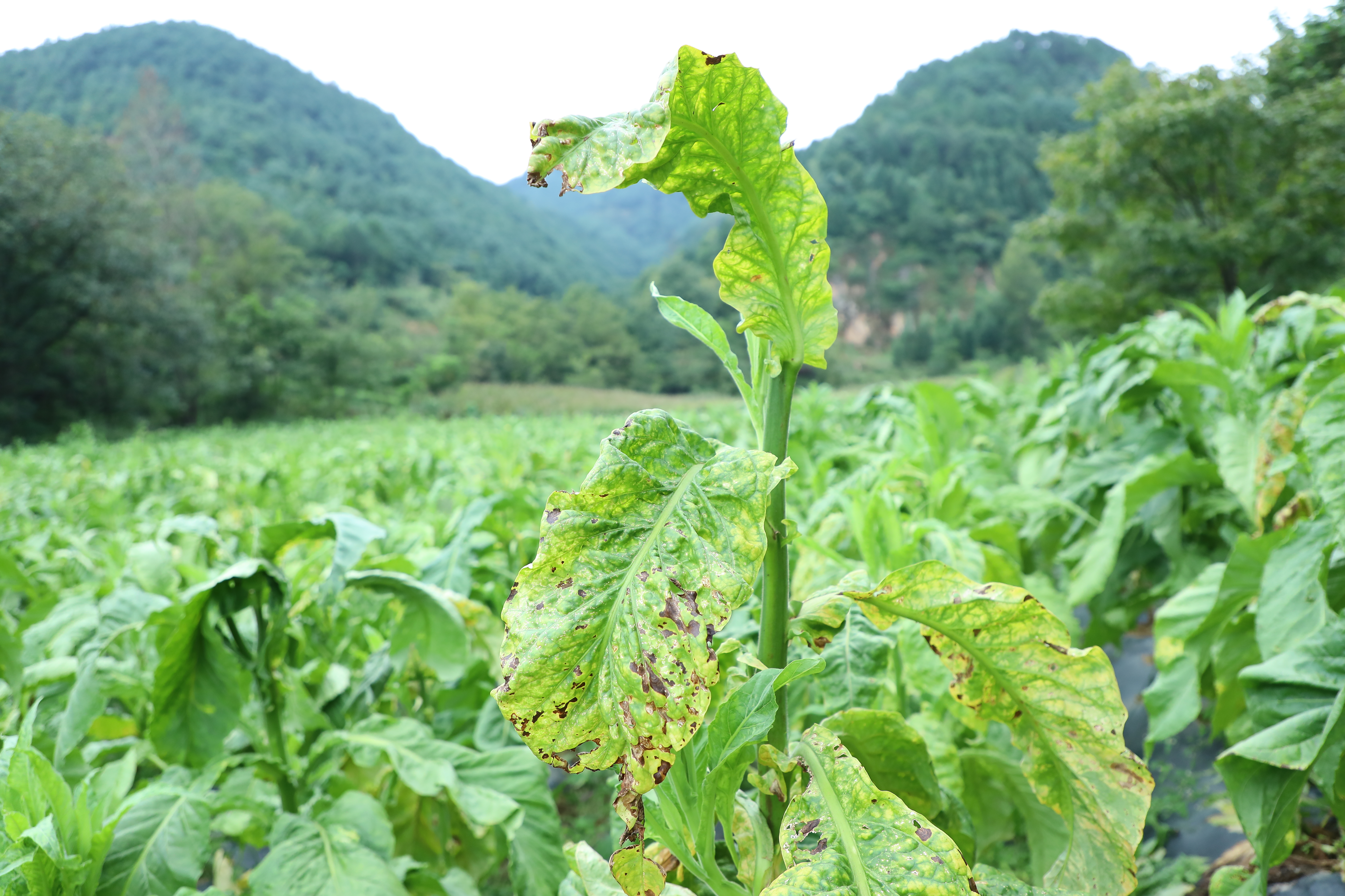 图2.烤烟野火病。（2023年9月1日摄）.jpg