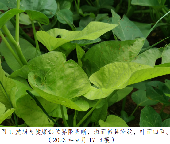 空心菜图片1.png