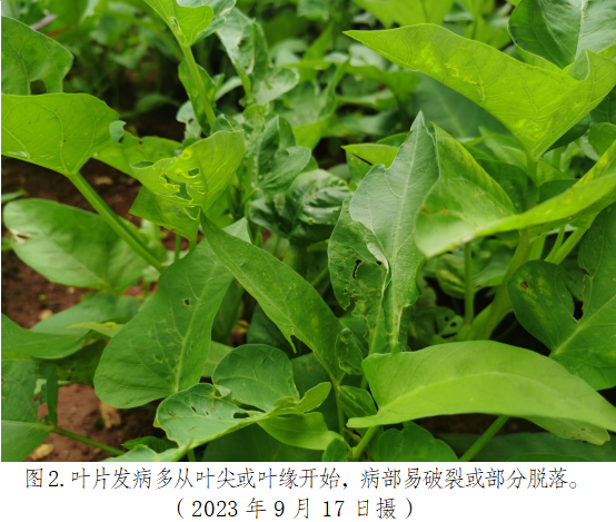 空心菜图2.png