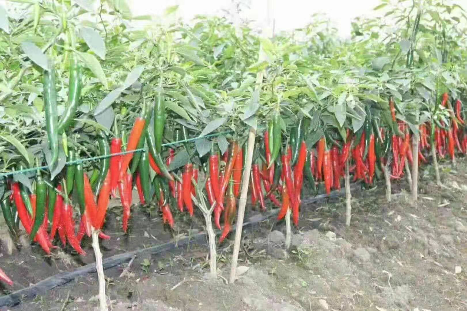 图2.辣椒结果期。（2023.9.5摄.jpg
