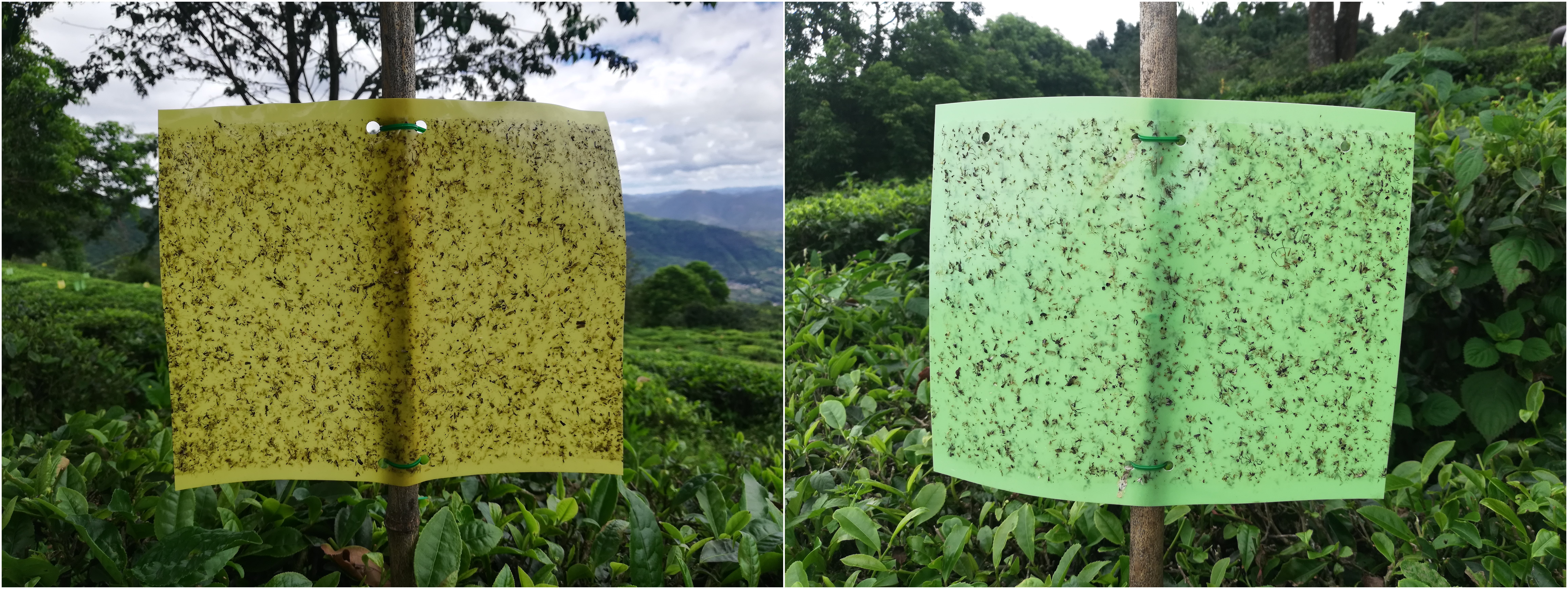 图2.白竹山茶园黄绿板诱杀效果。（2023年9月19日摄）.jpg