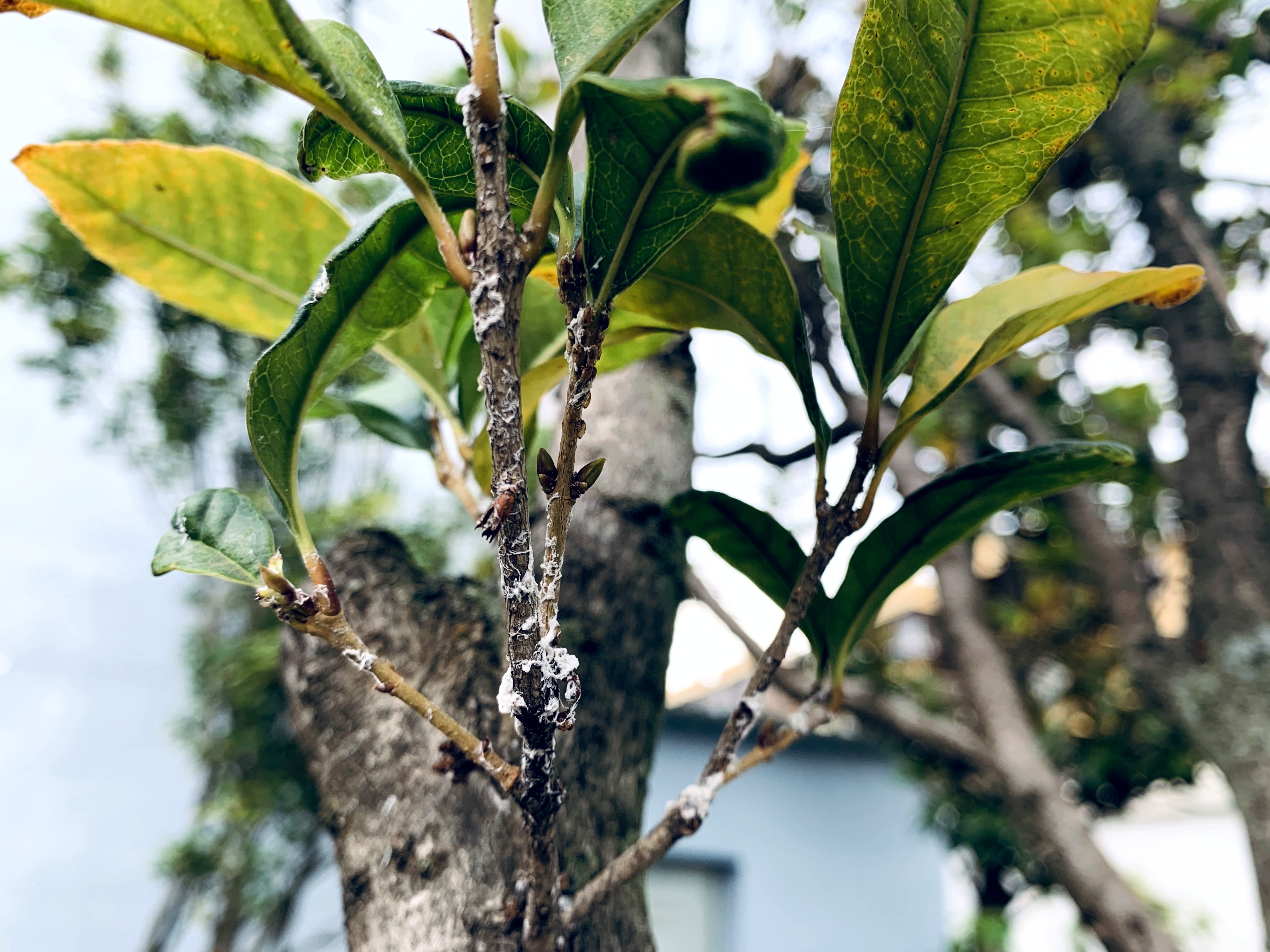 图3.桂花白粉虱。（2023年9月11日摄）.jpg