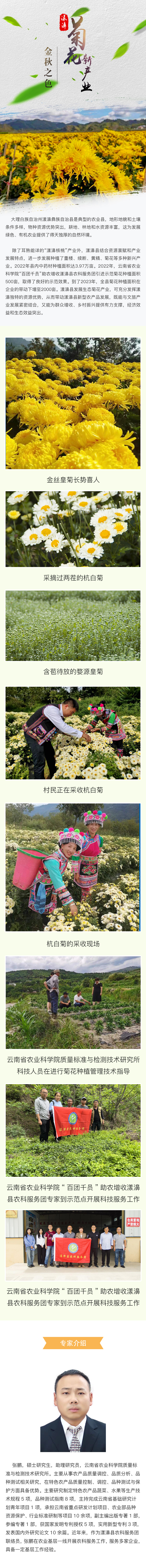 金秋之色：漾濞菊花新产业.jpg