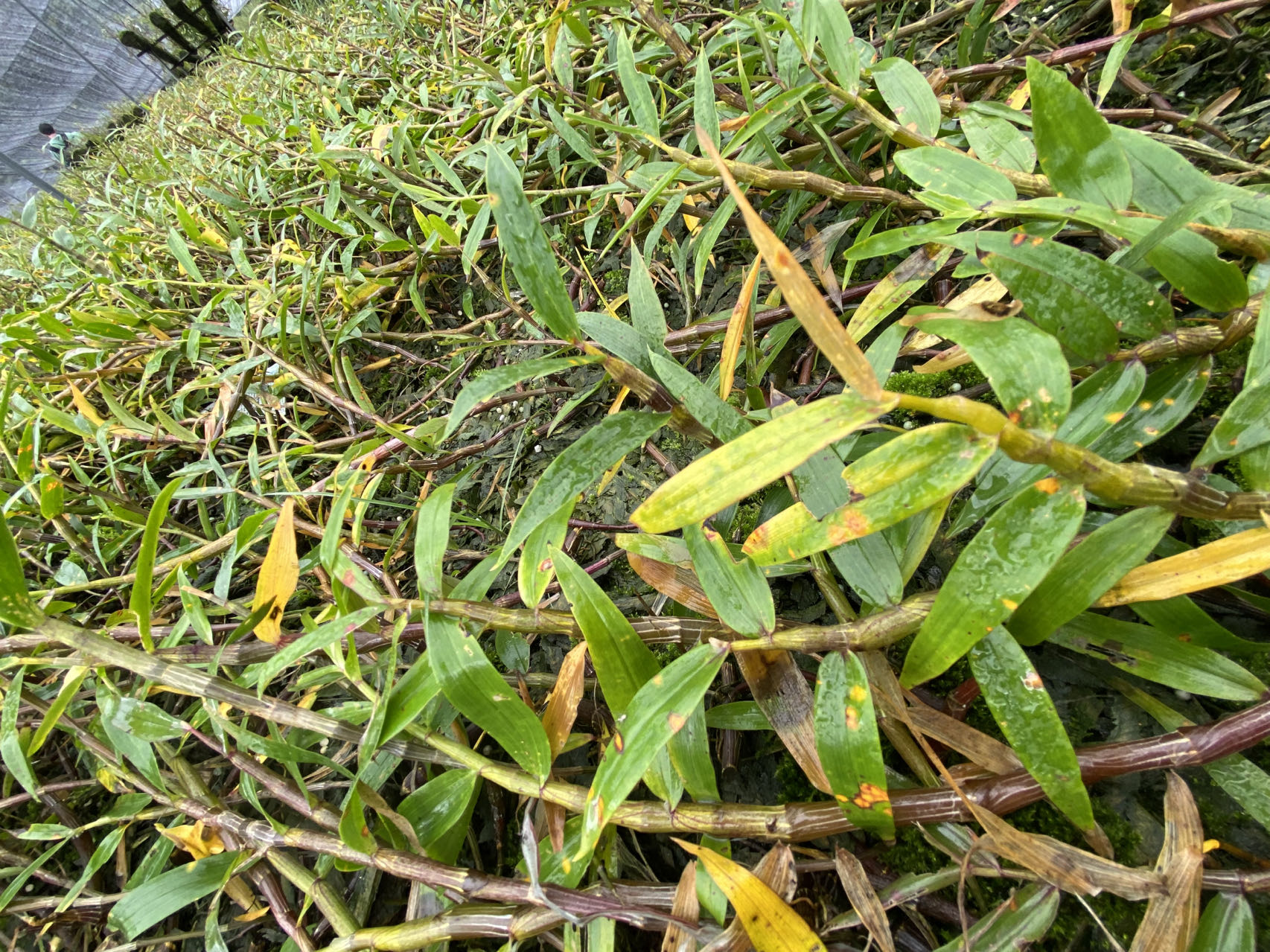 龙陵紫皮石斛锈病3.jpg