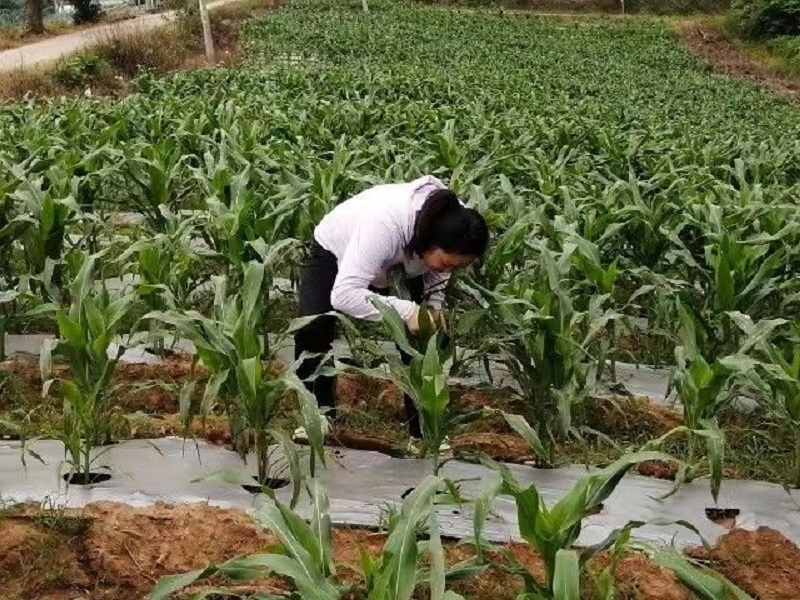 病虫害调查（2023年10月9日摄）.jpg