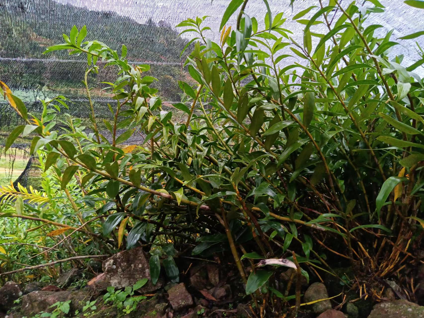 图4.流苏石斛（马鞭石斛）.jpg