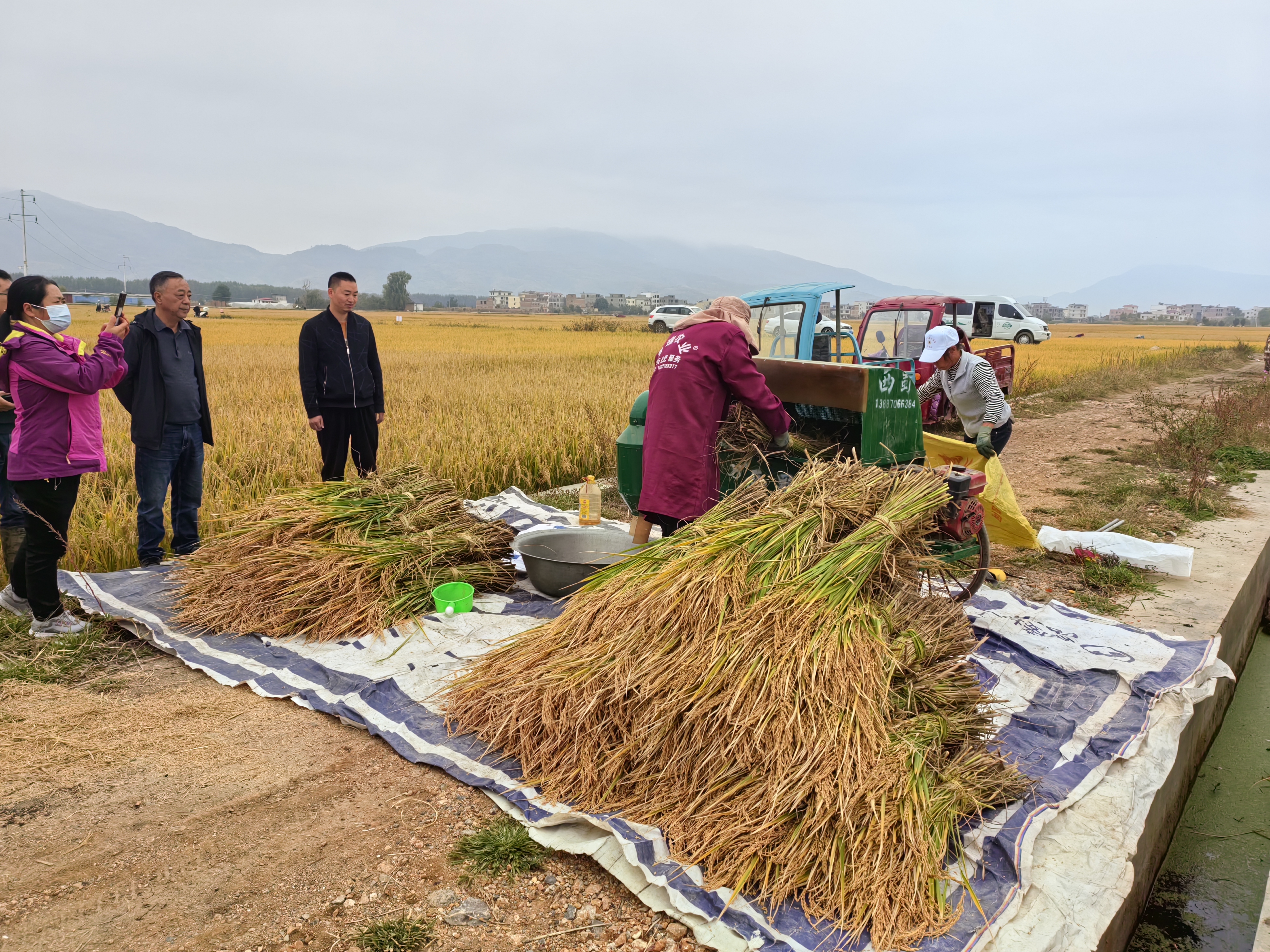 图2.利用打稻机将水稻谷粒与茎秆分离（2023年10月25日摄）.jpg