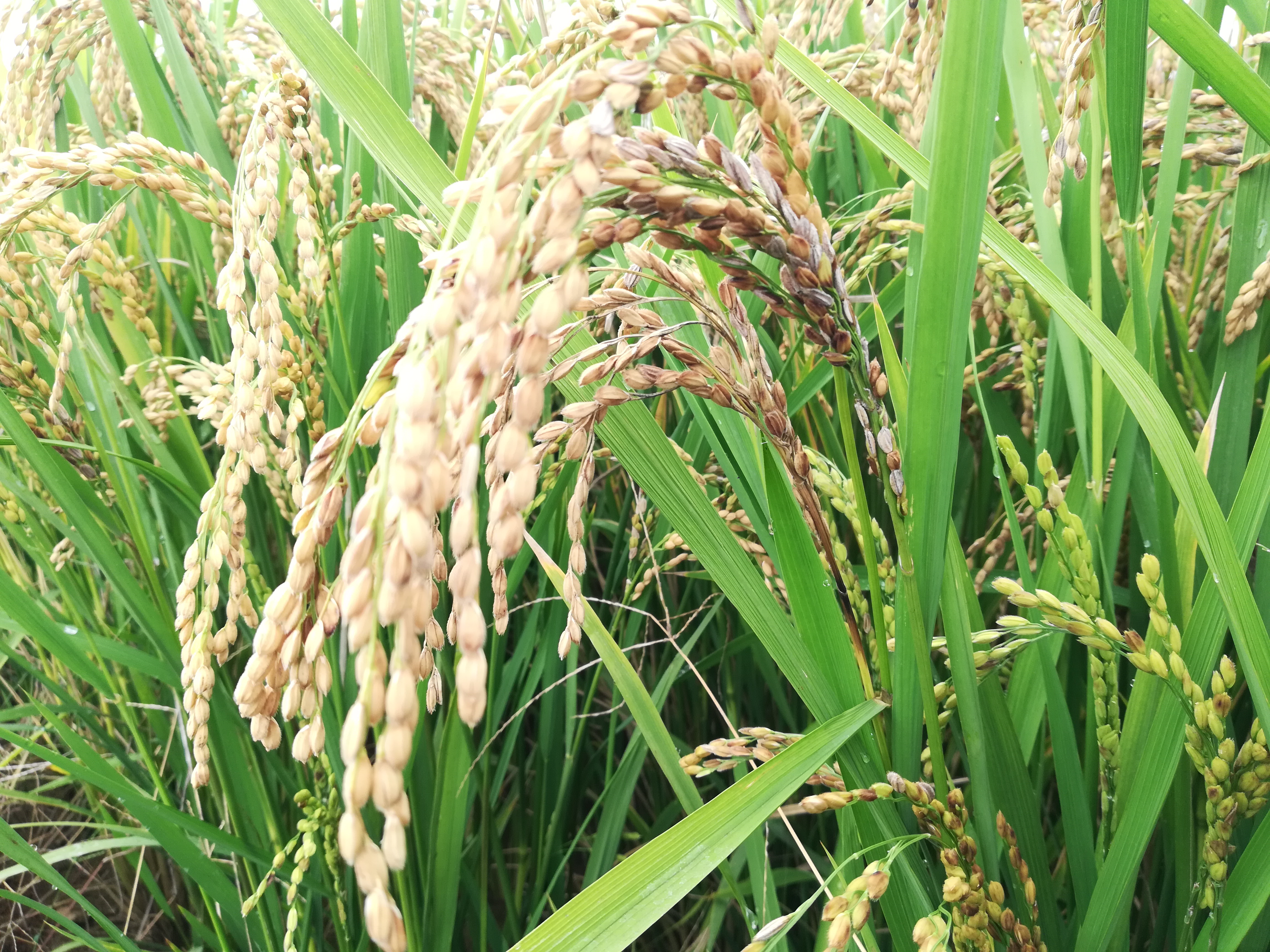图1.穗颈瘟田间症状。（2023年10月15日摄）.jpg