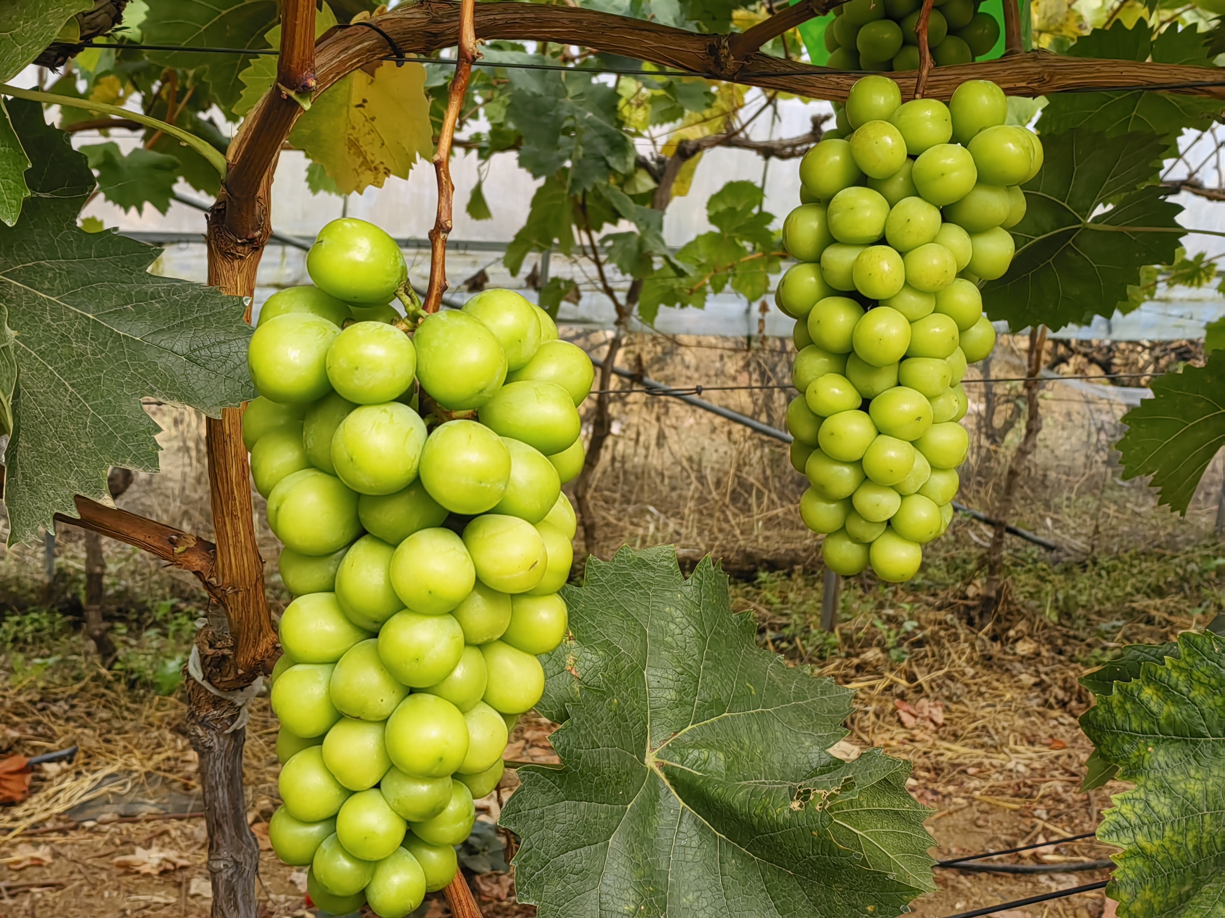 图1.成熟期的阳光玫瑰葡萄（2023年10月31日摄）.jpg