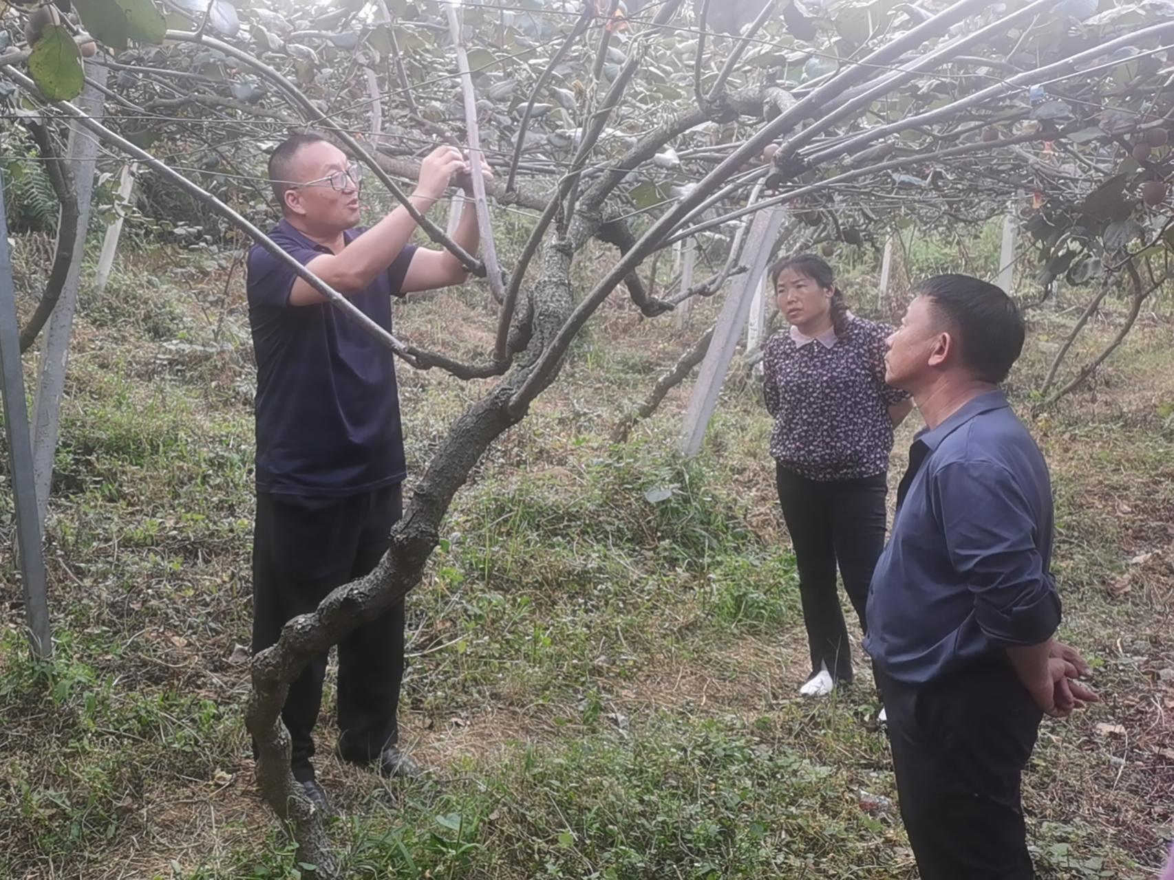 图3.云南省农业科学院热区生态农业研究所专家到富源县十八连山国有林场开展猕猴桃基地考察及科技指导。（2023年9月26日摄）.jpg