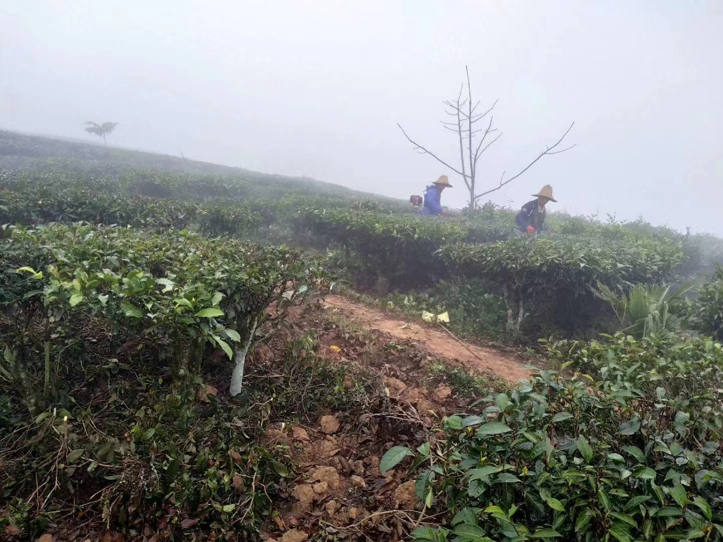 茶叶2.jpg