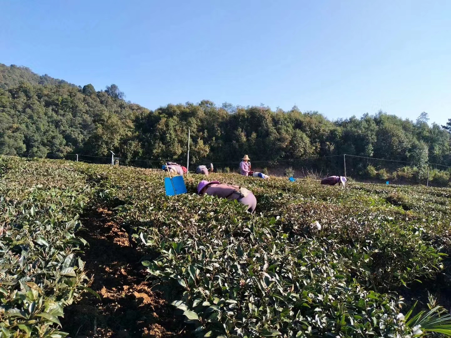 茶叶3.jpg