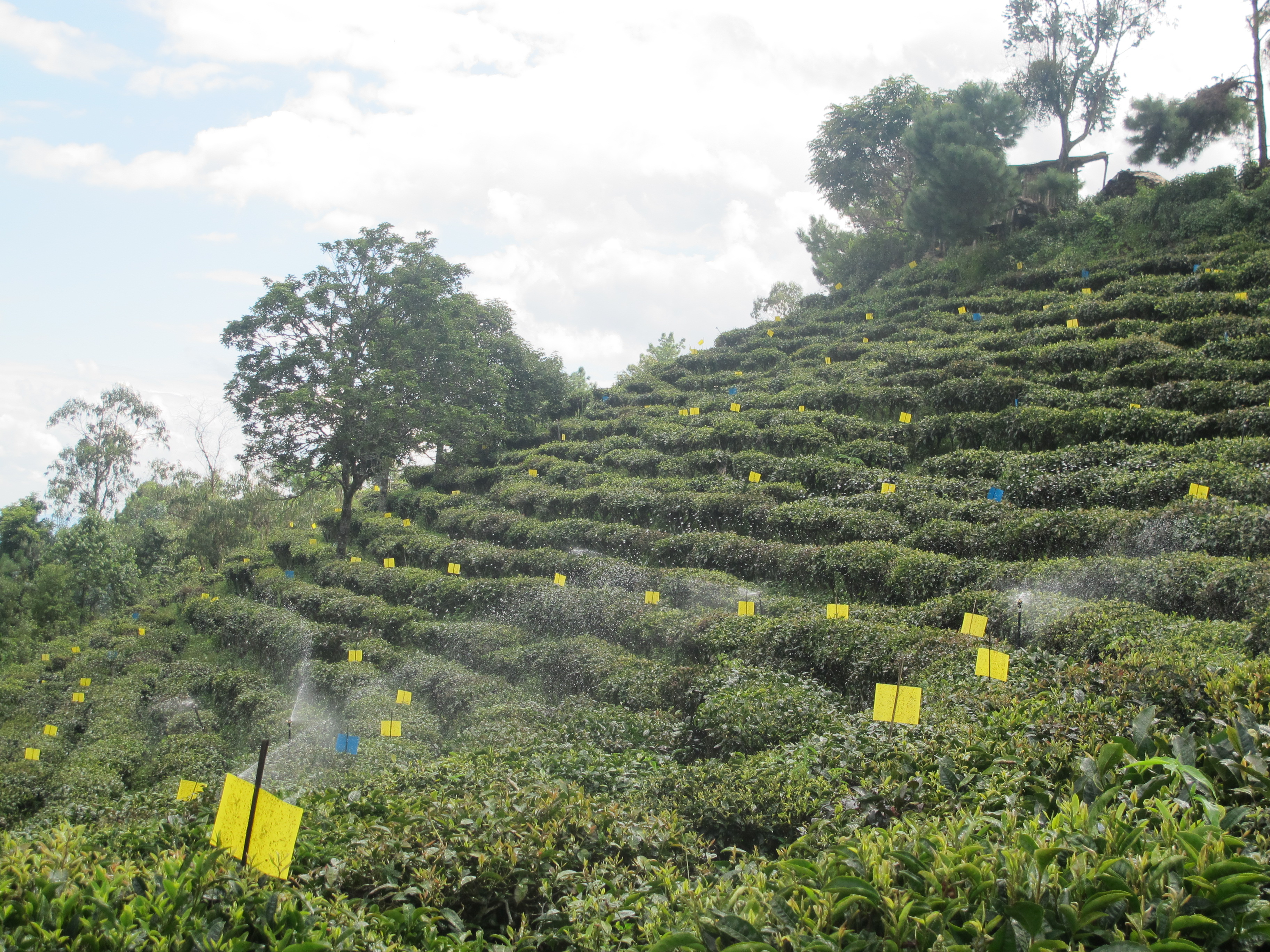 高标准茶园建设.jpg