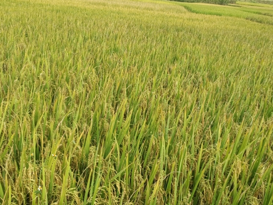 2023年9月29日干河乡红舍克村委会红舍克村.jpg
