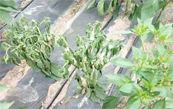图2辣椒根腐病植株。（图片来源于网络）.jpeg