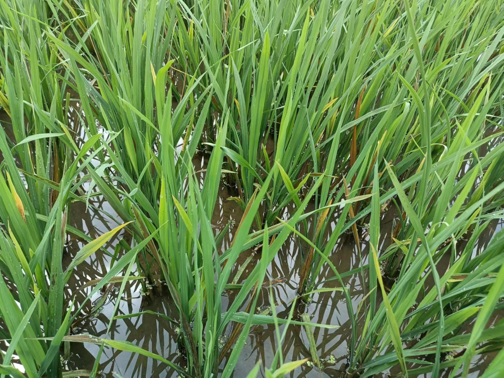 纹枯病1.jpg