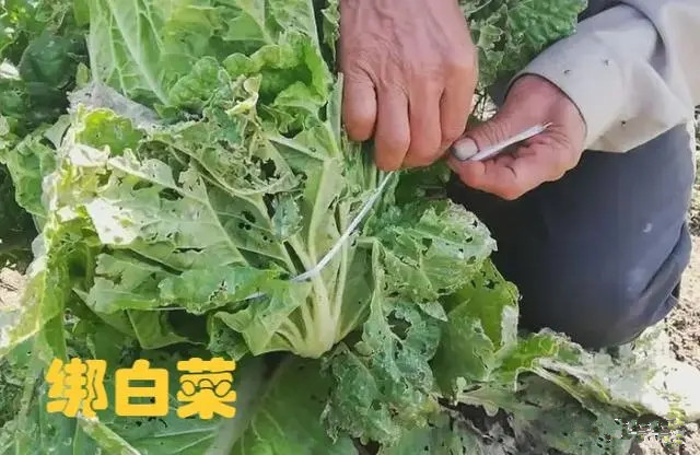 0eb30f2442a7d9333bc60ff17198ed1872f00121.webp_副本.jpg