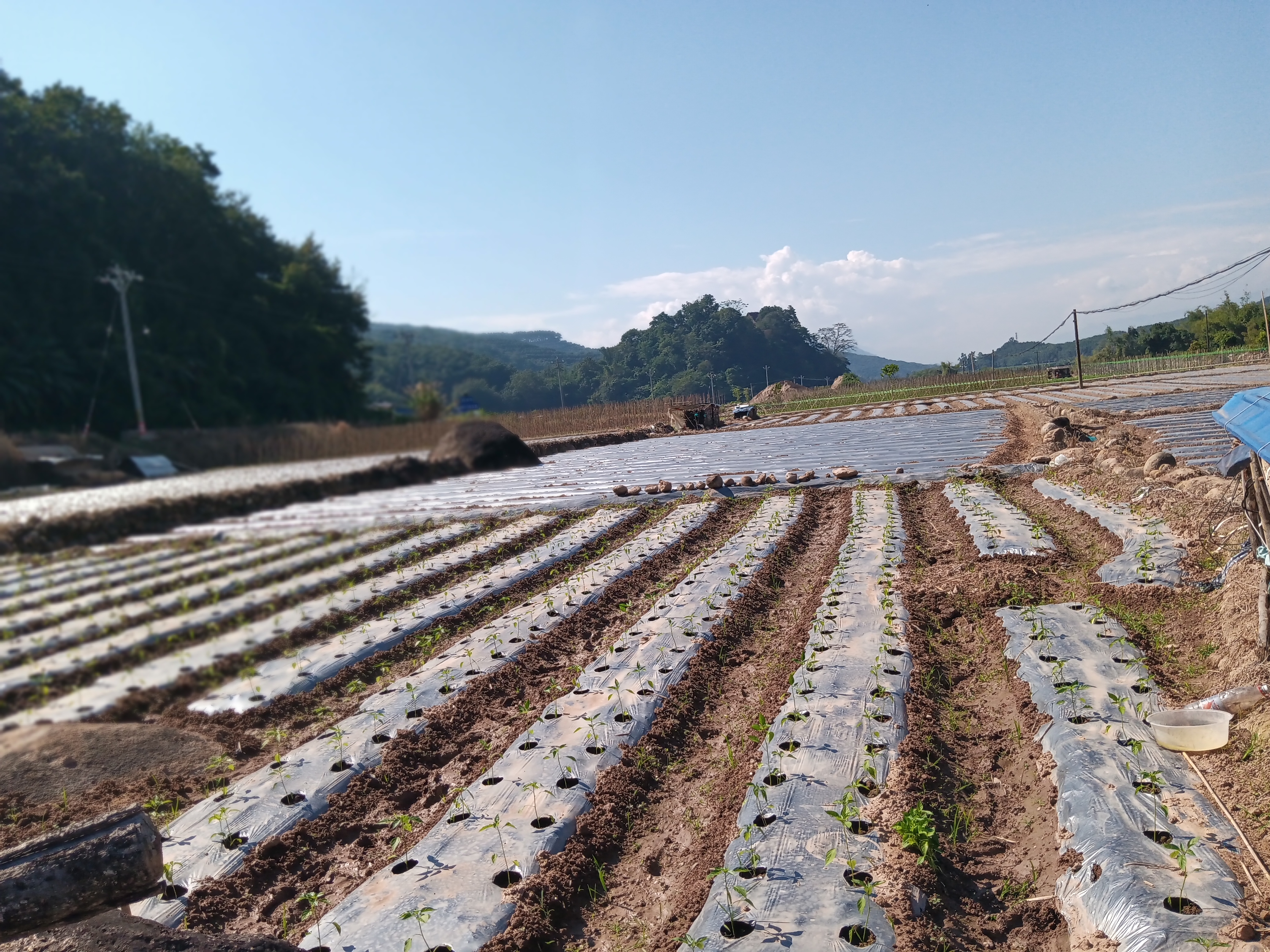 图1.冬辣椒种植图片.jpg