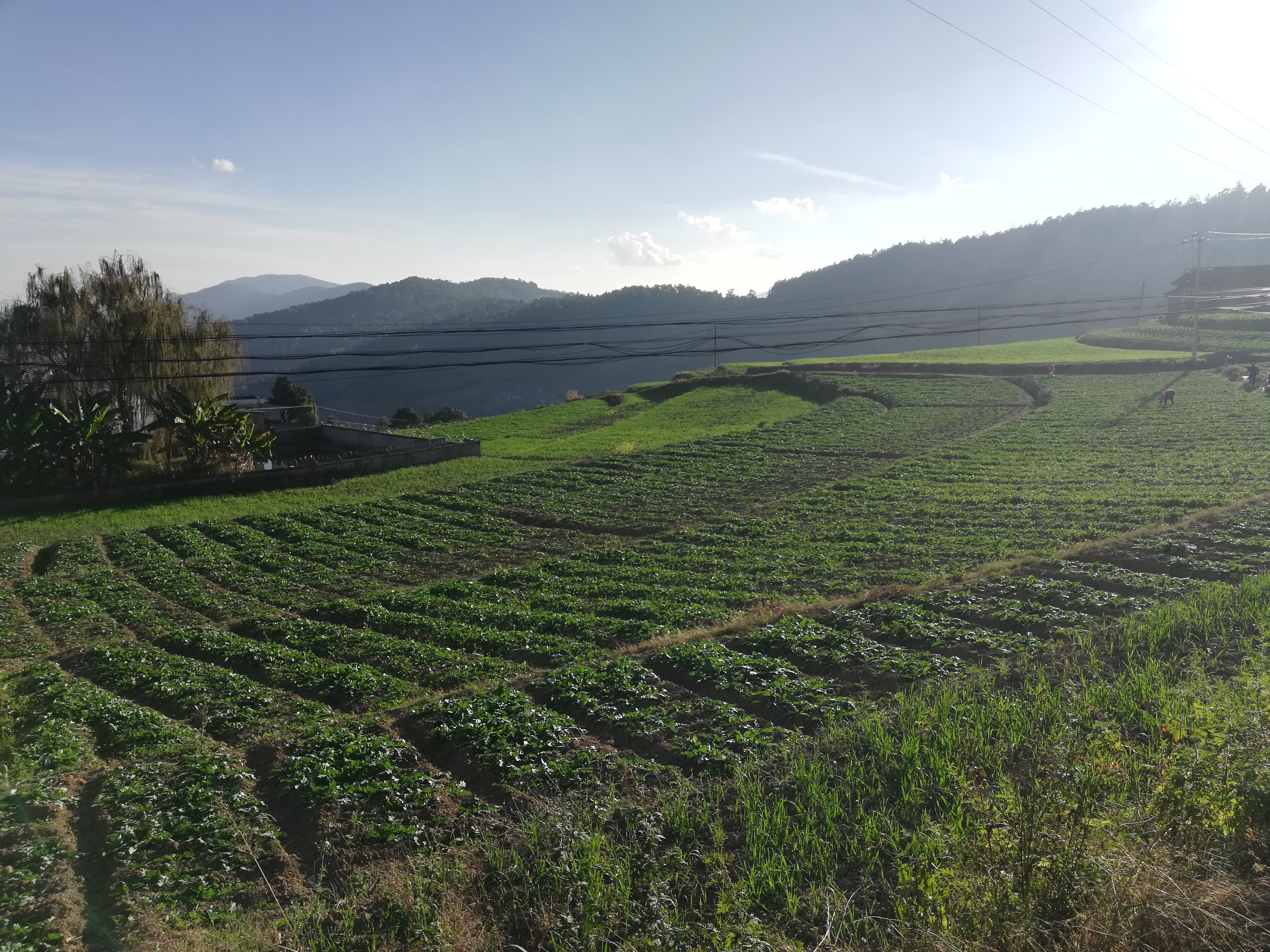 图1.萝卜种植示范样板。（2023年11月27日摄）.jpg